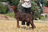 GESTATION - DOBERMANN 007